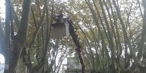 poda de municipio de las piedras