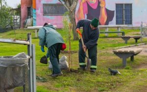 Forestacion espacios publicos las piedras