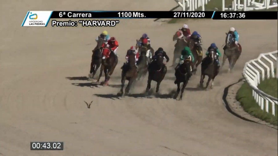 carrera 6 premio harvard las piedras 2020