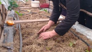 desarrollo huerta comunitaria