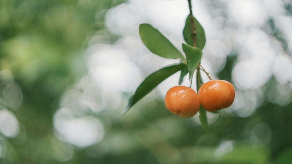 pexels-fox-58267-1085914-1