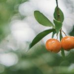 pexels-fox-58267-1085914