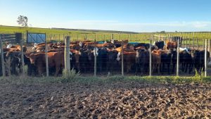 whatsapp-image-2025-10-31-at-162246-1