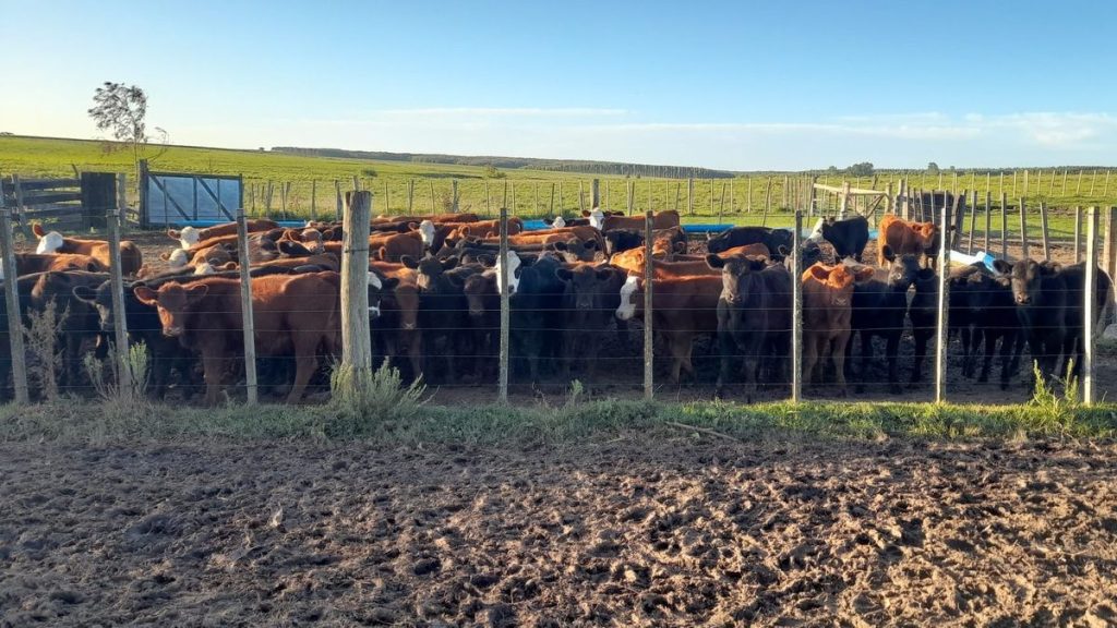 whatsapp-image-2025-10-31-at-162246