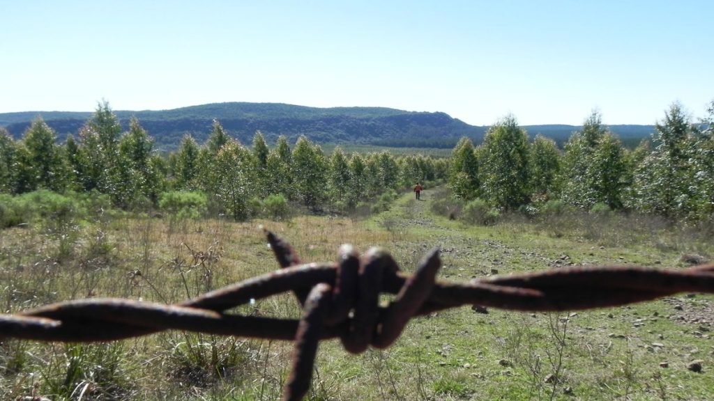 campo-forestado-x