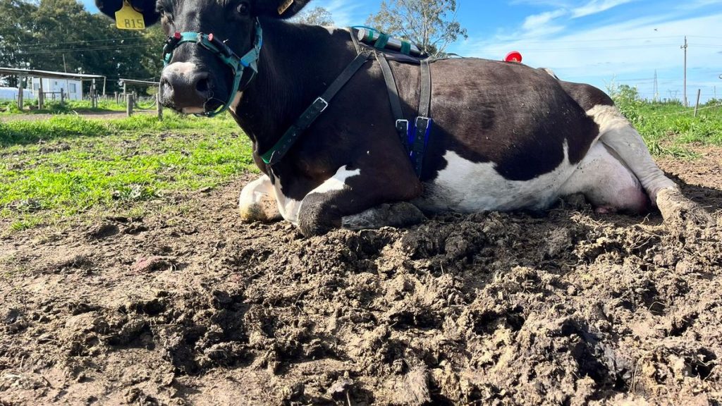 whatsapp-image-2025-12-03-at-101218