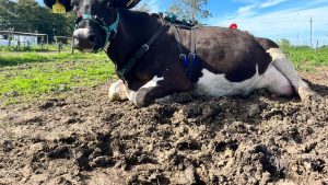 whatsapp-image-2025-12-03-at-101218