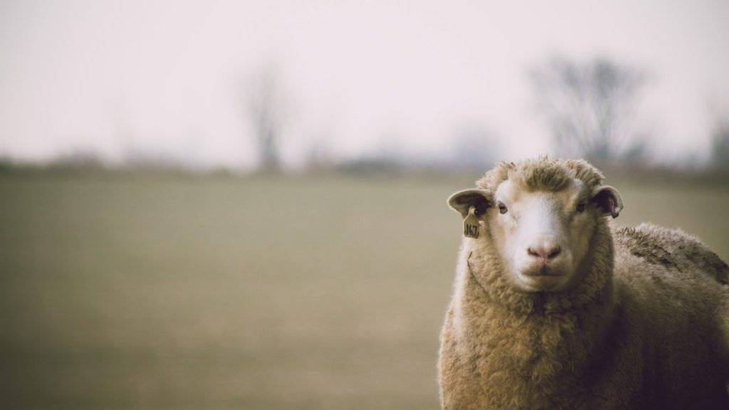 pexels-dan-hamill-144328-436793-1