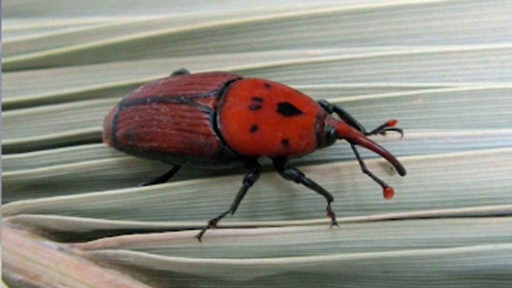 umpierrez-picudo-rojo