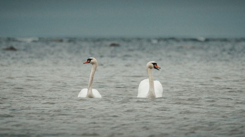 pexels-raulling-31000051