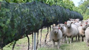 whatsapp-image-2026-04-17-at-141850