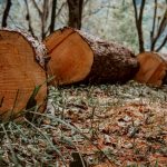 La destrucción de bosques tropicales se moderó en 2025, pero preocupa