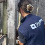 Primeras evaluaciones en Uruguay de una vacuna bovina contra la garrapata: resultados parciales e innovadoras perspectivas