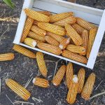 La agricultura puede fortalecer su aporte a sistemas agroalimentarios con mejoras de productividad