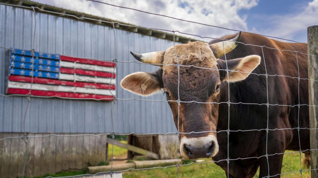 pexels-nc-farm-bureau-mark-17230112