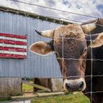 pexels-nc-farm-bureau-mark-17230112