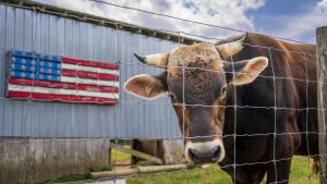 pexels-nc-farm-bureau-mark-17230112