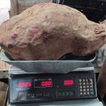 La historia de los boniatos gigantes de Tacuarembó, por qué no se venden y qué destino pueden tener