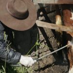 Primer trabajo de la serie educativa sobre garrapata bovina explica qué es una generación de este parásito