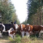 vaca-y-arbol-07