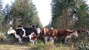vaca-y-arbol-07