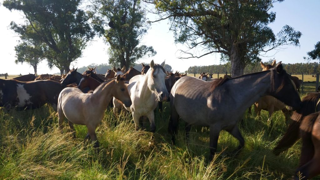 Caballos-7