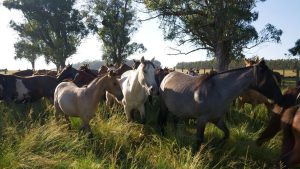 Caballos-7